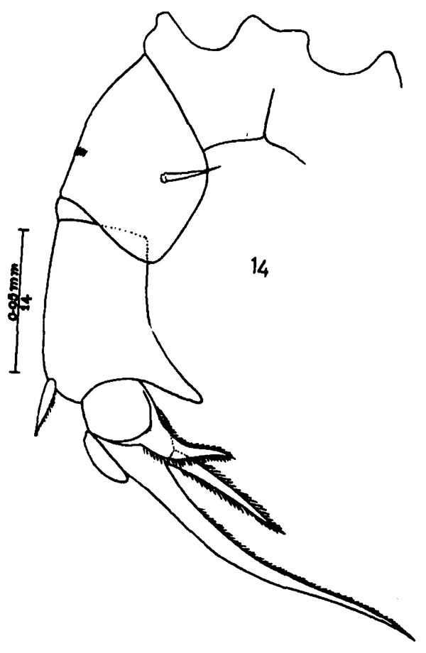 Espce Pseudodiaptomus tollingerae - Planche 6 de figures morphologiques