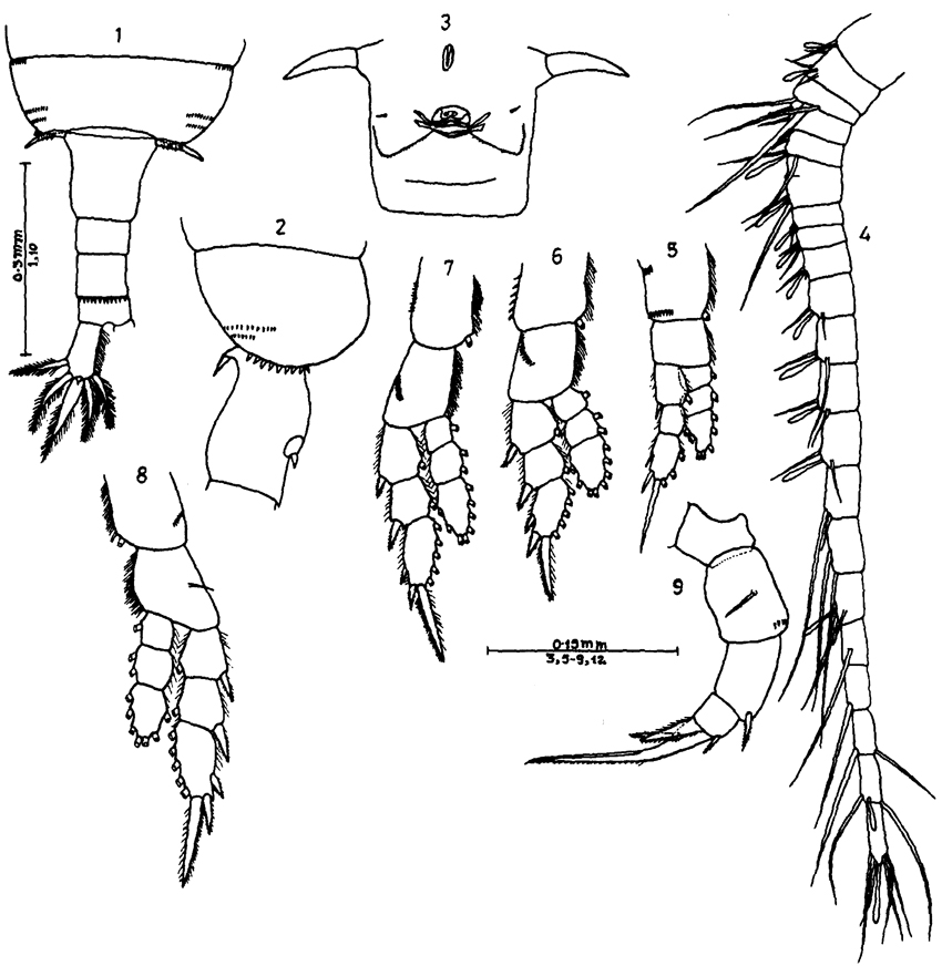 Species Pseudodiaptomus annandalei - Plate 10 of morphological figures