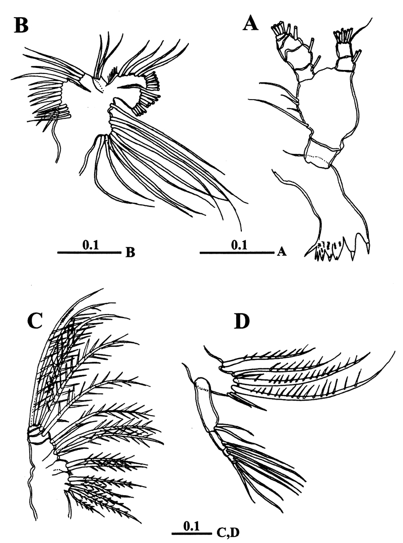 Espèce Calanopia thompsoni - Planche 12 de figures morphologiques