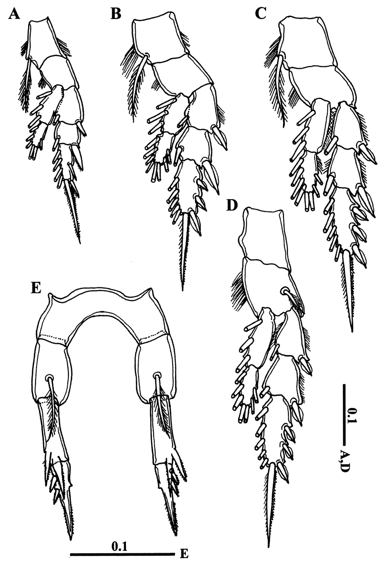 Species Calanopia thompsoni - Plate 13 of morphological figures