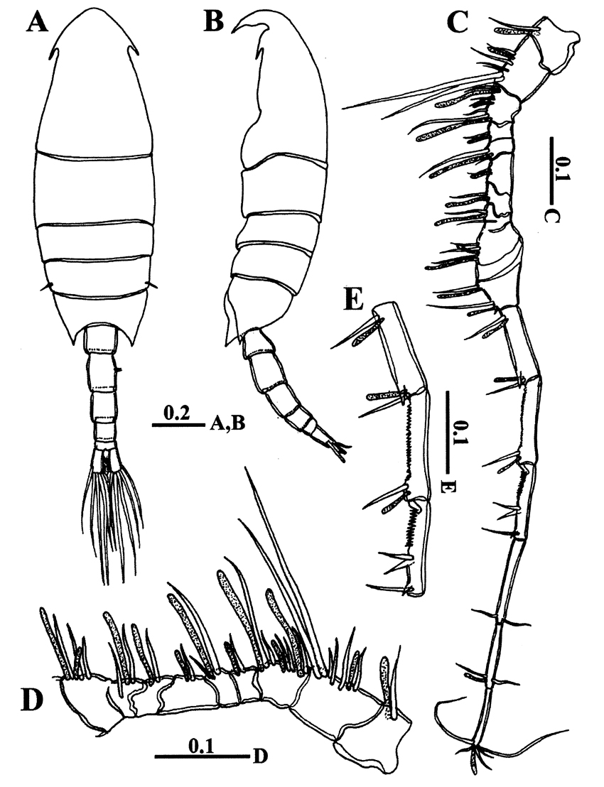 Espèce Calanopia thompsoni - Planche 16 de figures morphologiques