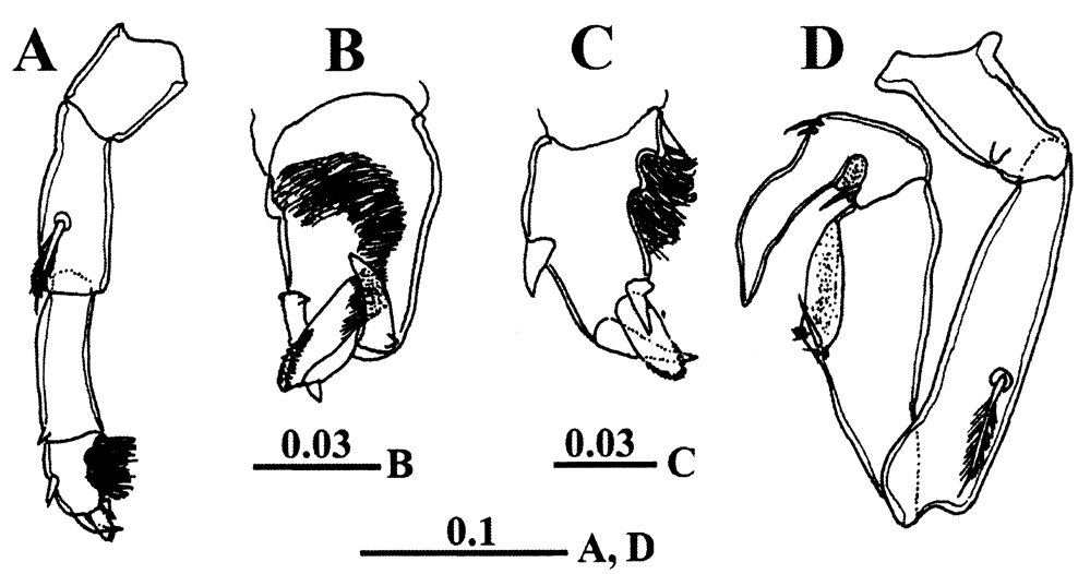 Espèce Calanopia thompsoni - Planche 17 de figures morphologiques
