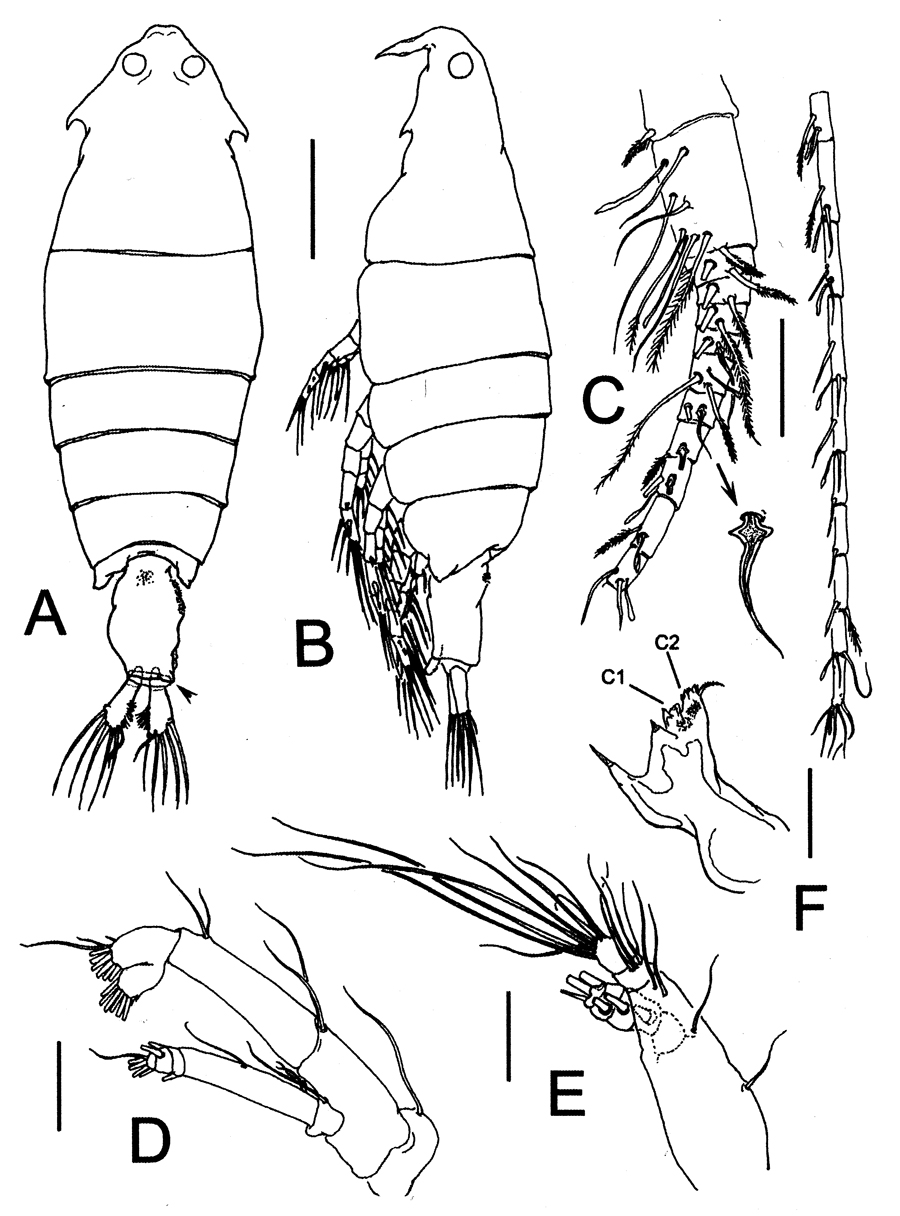 Species Pontella cocoensis - Plate 1 of morphological figures