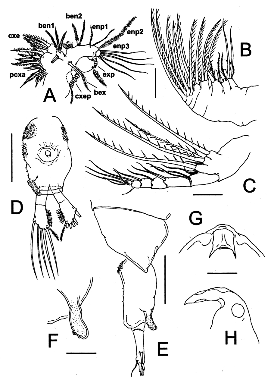 Species Pontella cocoensis - Plate 2 of morphological figures