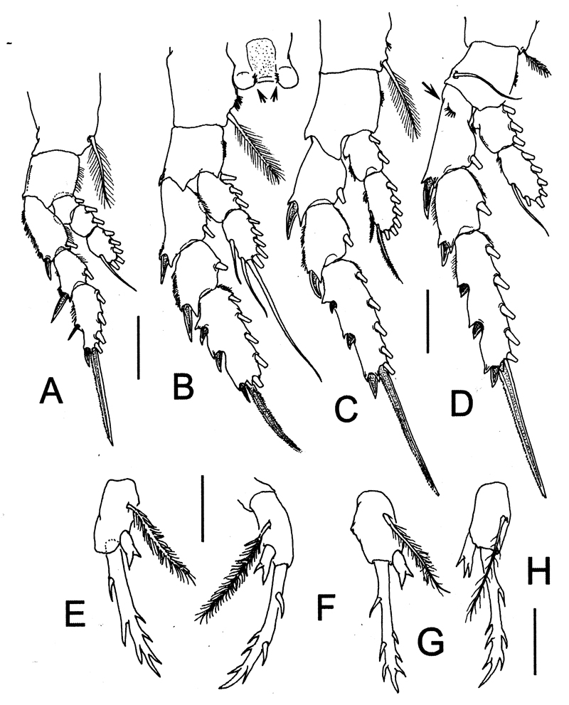 Species Pontella cocoensis - Plate 3 of morphological figures