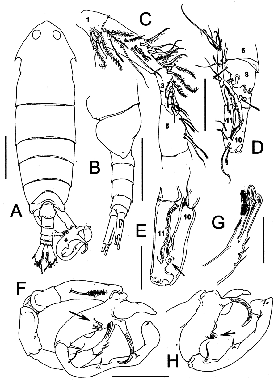Espce Pontella cocoensis - Planche 5 de figures morphologiques