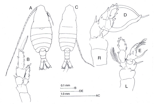 Espèce Centropages bradyi - Planche 3 de figures morphologiques