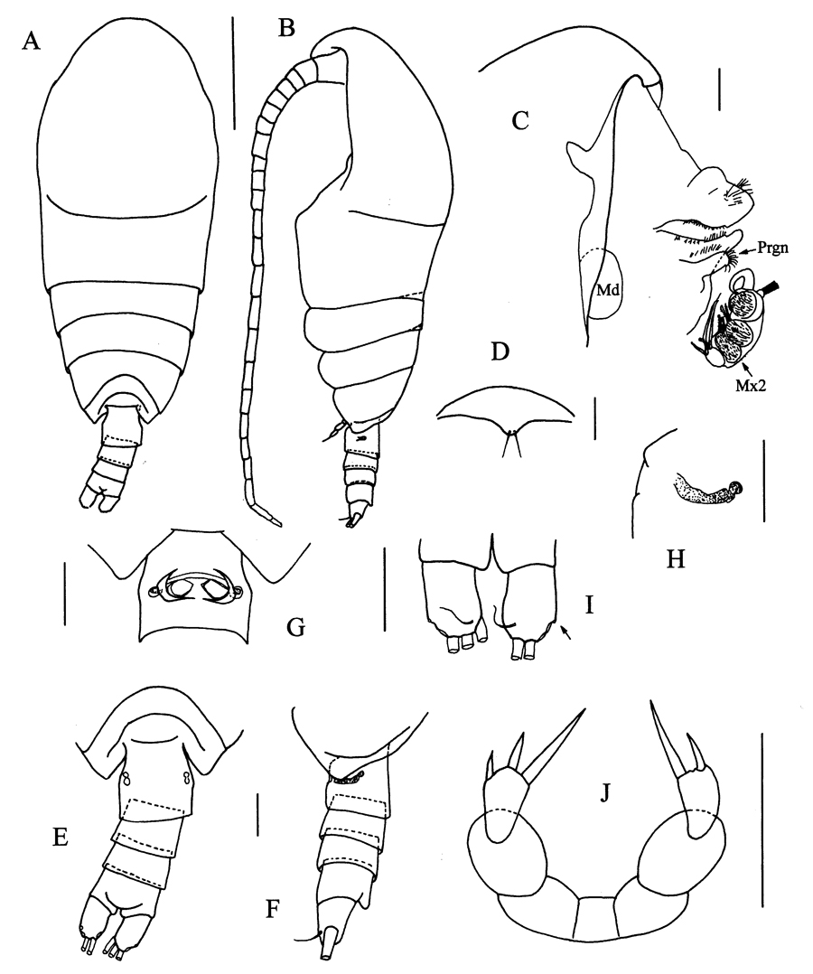 Species Peniculoides secundus - Plate 1 of morphological figures