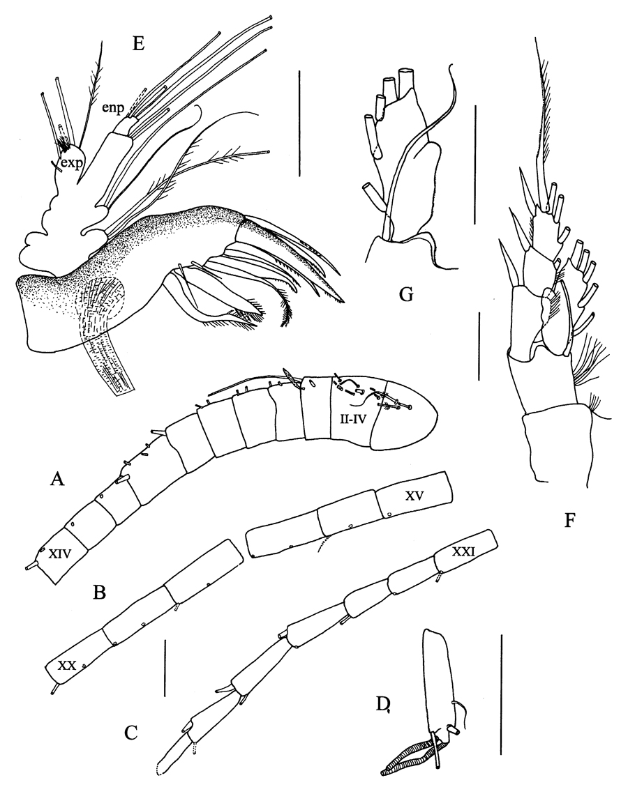 Species Peniculoides secundus - Plate 2 of morphological figures