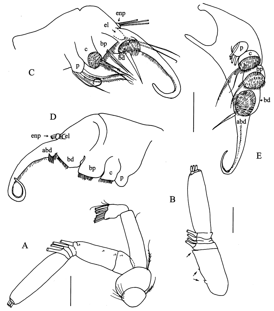 Espèce Peniculoides secundus - Planche 3 de figures morphologiques
