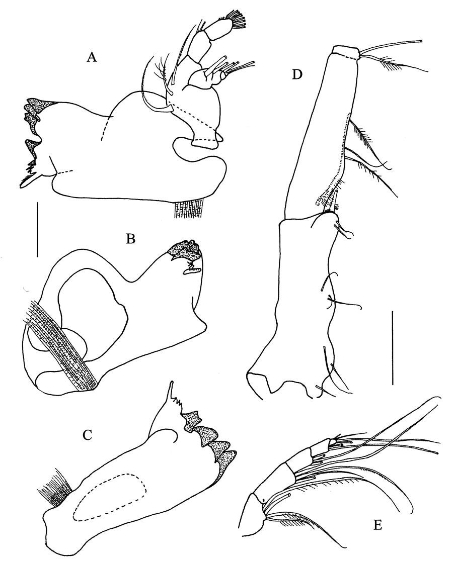 Espèce Peniculoides secundus - Planche 4 de figures morphologiques