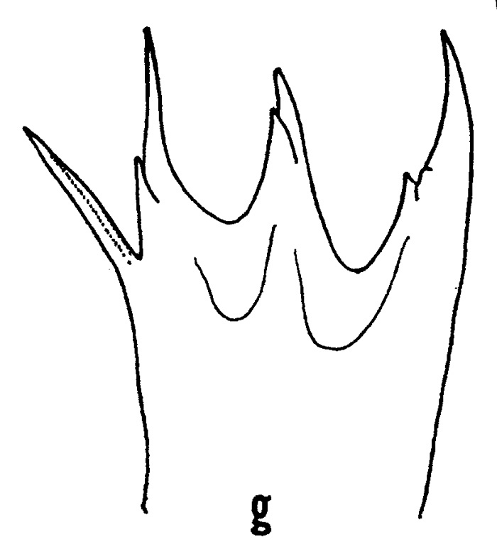 Espce Euaugaptilus gracilis - Planche 2 de figures morphologiques