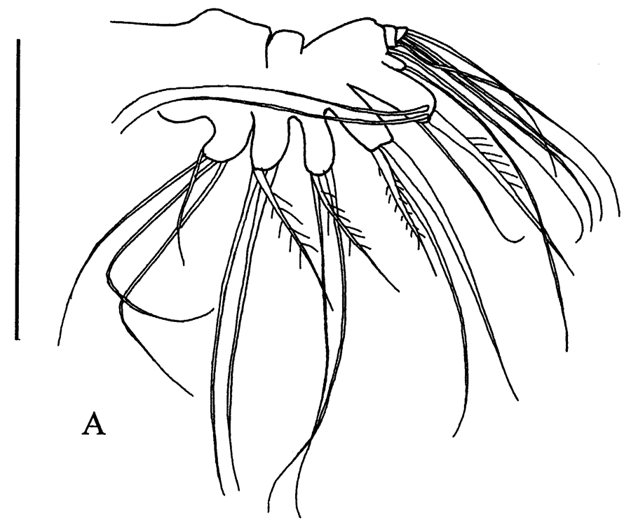 Espèce Microcalanus pygmaeus - Planche 12 de figures morphologiques