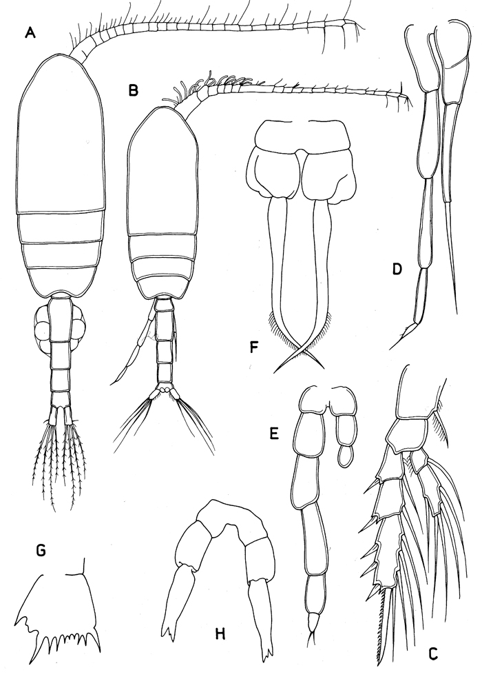 Family Clausocalanidae - Plate 4
