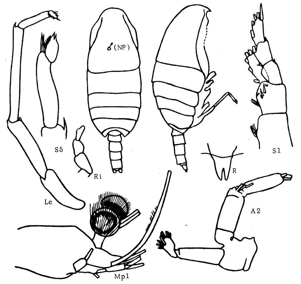 Species Talacalanus maximus - Plate 5 of morphological figures
