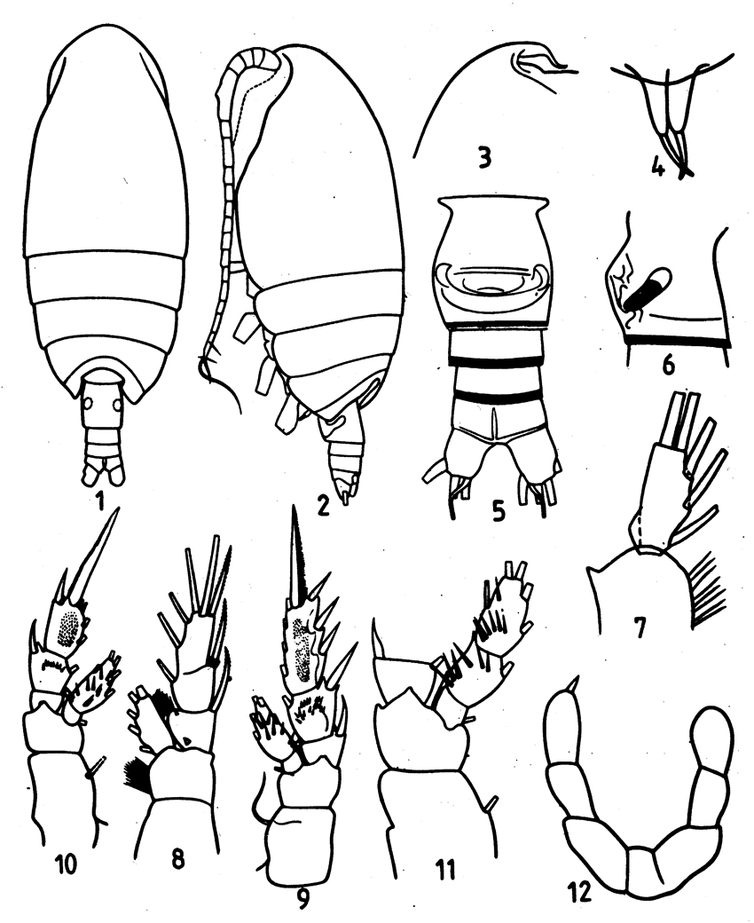 Species Mixtocalanus robustus - Plate 2 of morphological figures