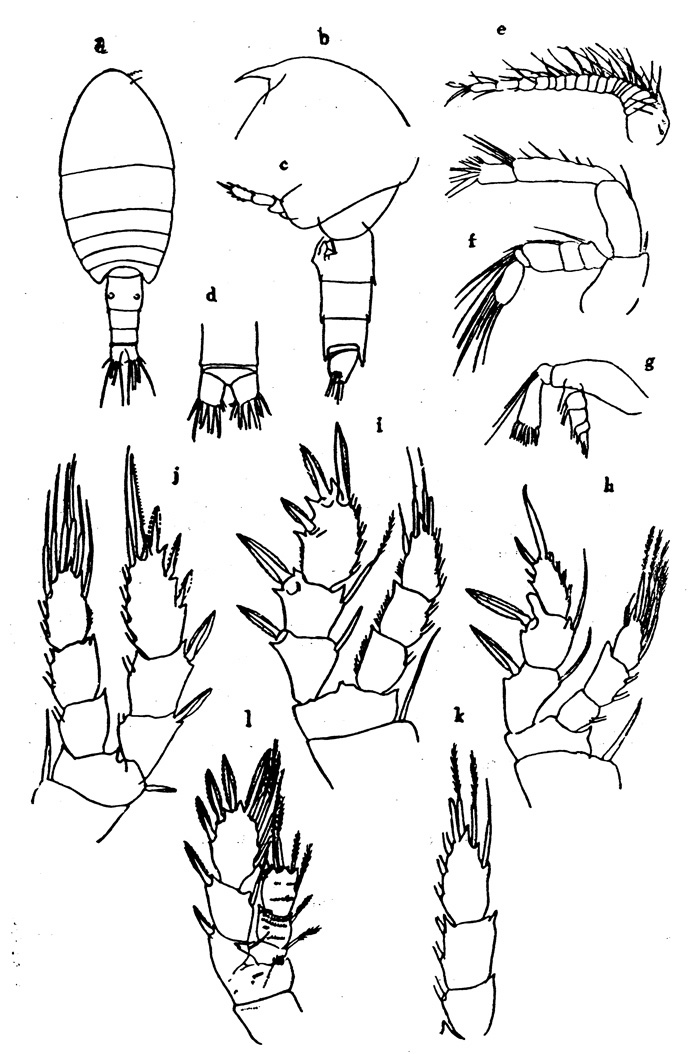 Espèce Pseudocyclops australis - Planche 1 de figures morphologiques
