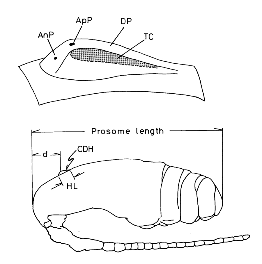 Espce Paracalanus parvus - Planche 36 de figures morphologiques
