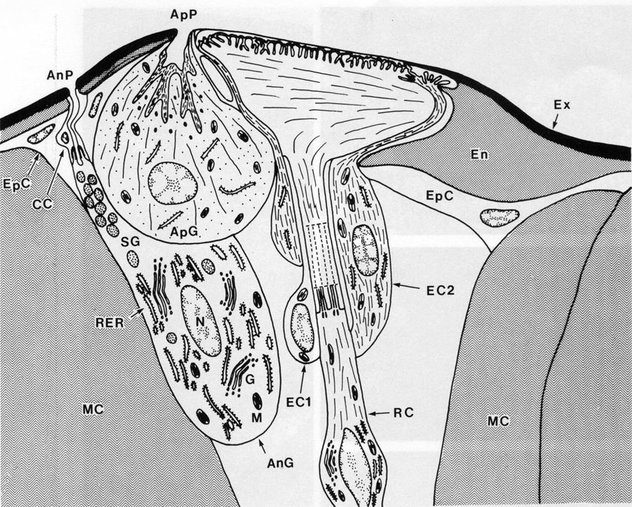 Espce Paracalanus parvus - Planche 38 de figures morphologiques