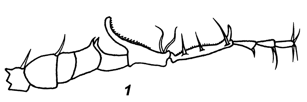 Species Labidocera trispinosa - Plate 3 of morphological figures