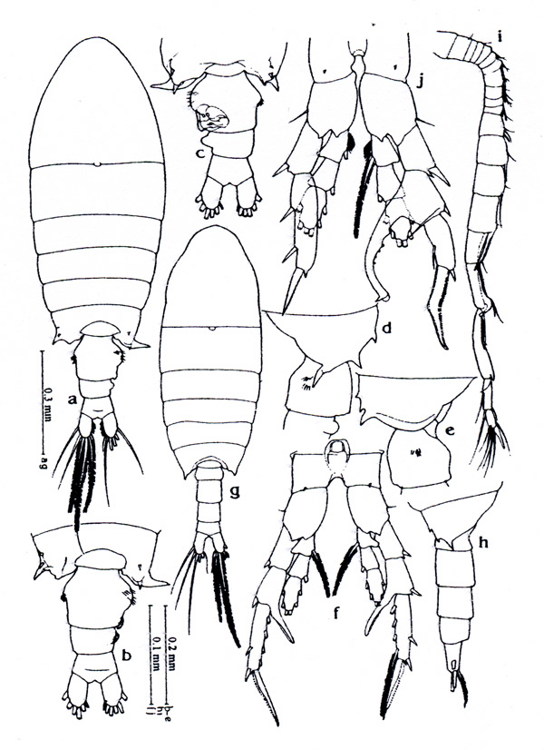 Species Centropages brevifurcus - Plate 1 of morphological figures