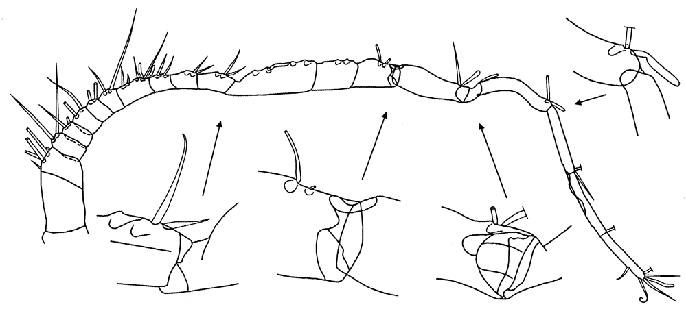 Espèce Temorites elongata - Planche 11 de figures morphologiques