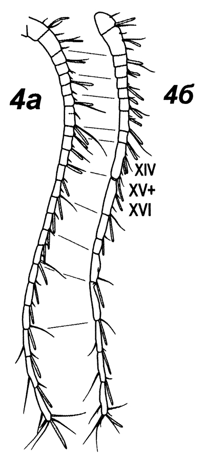 Espèce Fosshagenia suarezi - Planche 5 de figures morphologiques