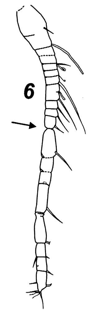 Espèce Temorites discoveryae - Planche 5 de figures morphologiques