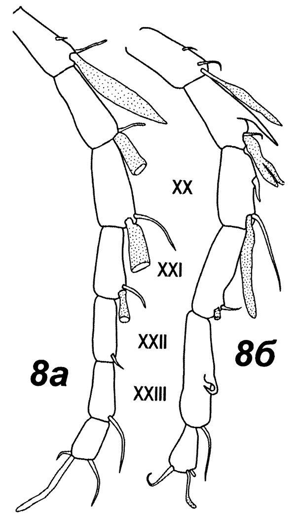 Espèce Sensiava longiseta - Planche 10 de figures morphologiques