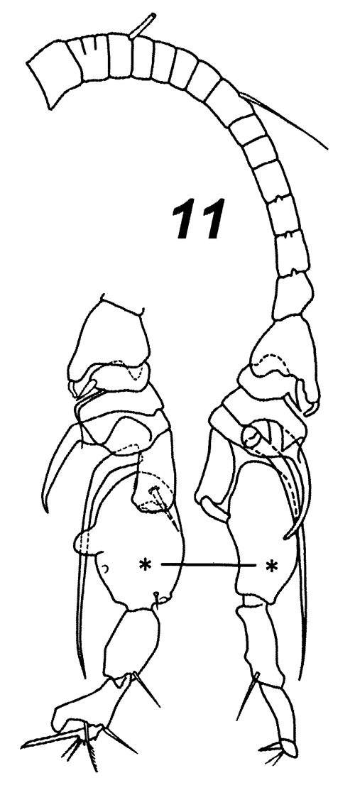 Espce Yrocalanus admirabilis - Planche 3 de figures morphologiques