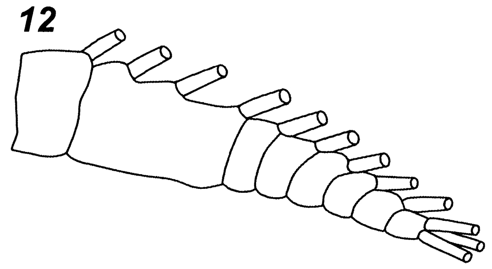 Espce Rhincalanus nasutus - Planche 30 de figures morphologiques