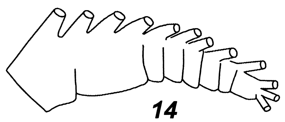 Espèce Mecynocera clausi - Planche 20 de figures morphologiques