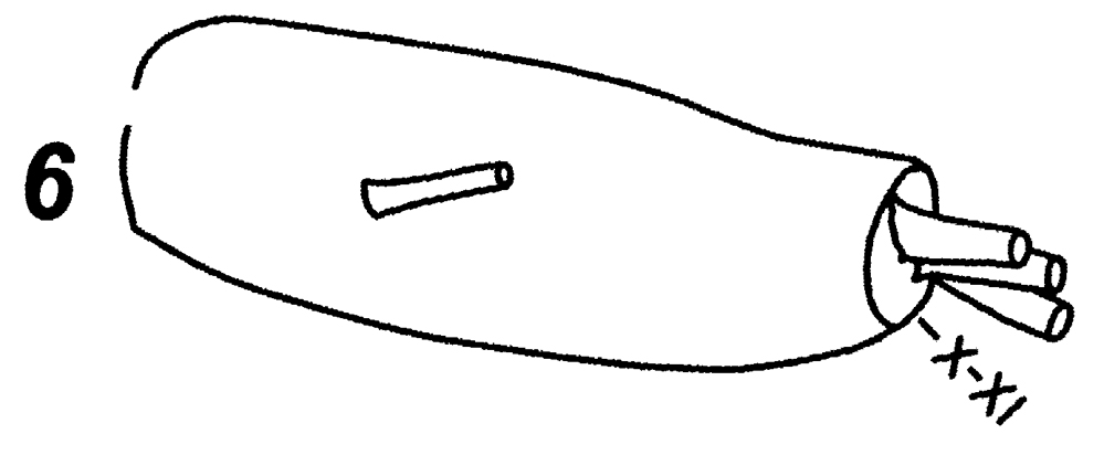 Espèce Brachycalanus antarcticus - Planche 5 de figures morphologiques