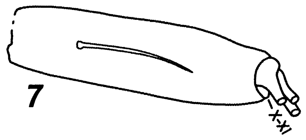 Espèce Scolecitrichopsis elenae - Planche 7 de figures morphologiques