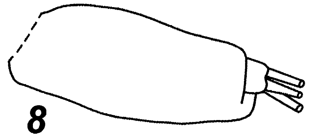 Espce Stephos maculosus - Planche 2 de figures morphologiques