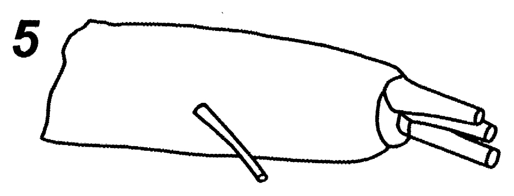 Espce Gaetanus simplex - Planche 8 de figures morphologiques