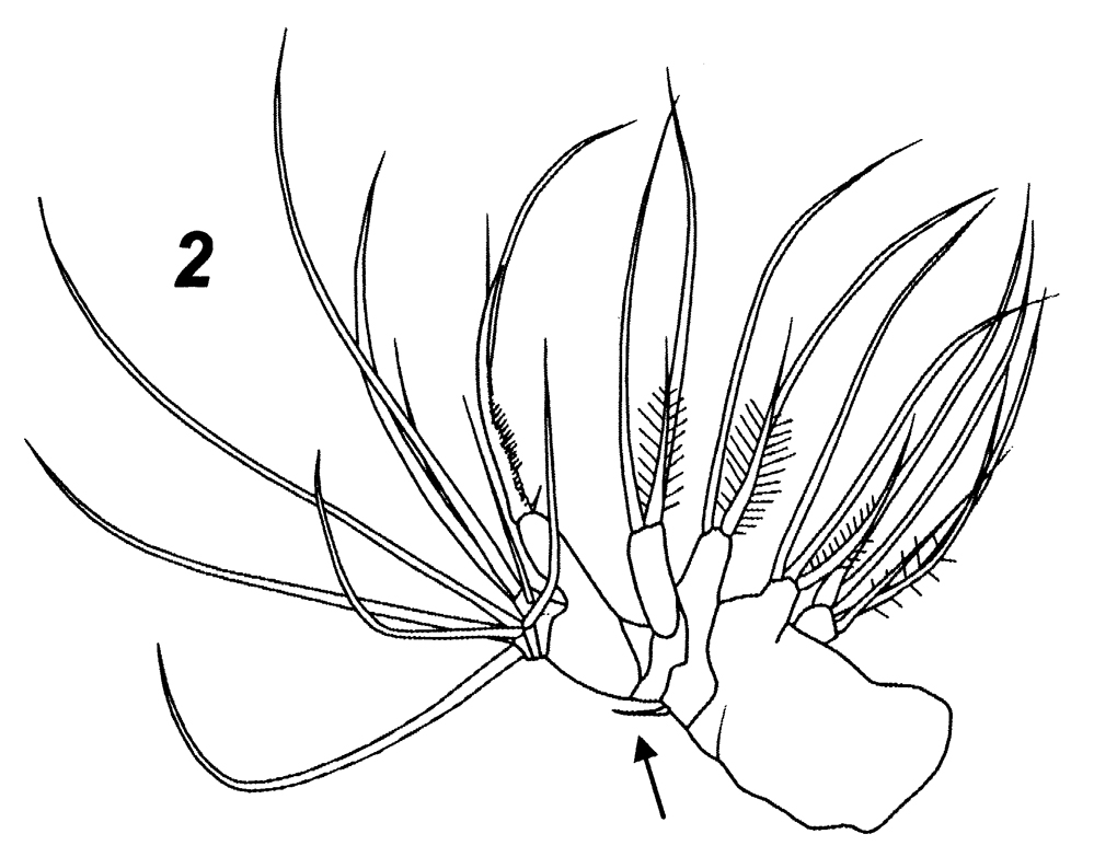 Espce Zenkevitchiella abyssalis - Planche 2 de figures morphologiques