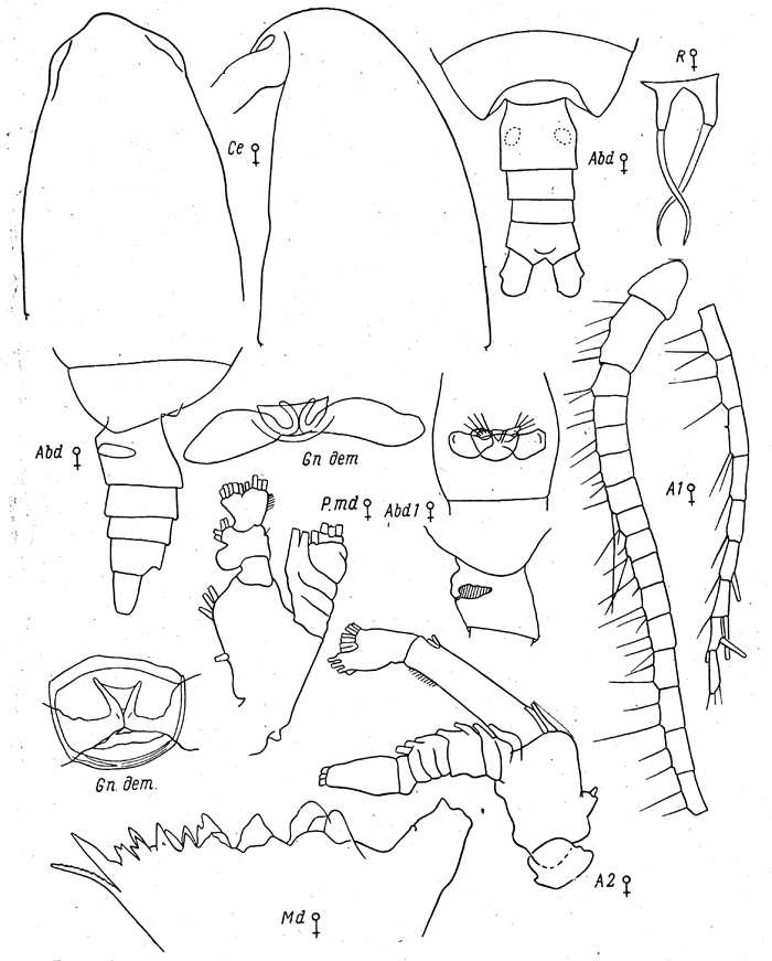 Species Calanus sinicus - Plate 20 of morphological figures