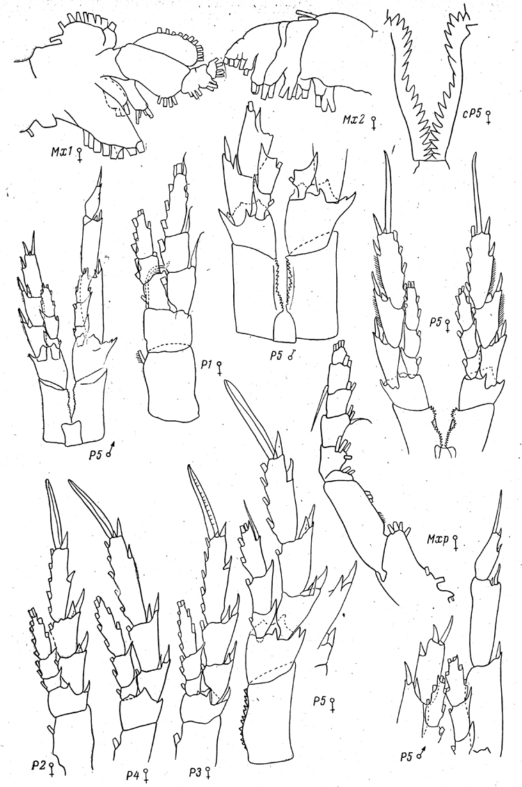 Espce Calanus sinicus - Planche 21 de figures morphologiques