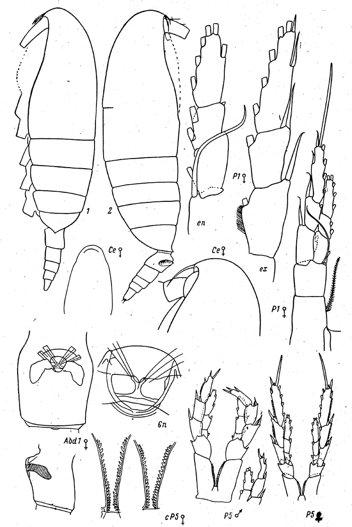 Species Calanus hyperboreus - Plate 20 of morphological figures