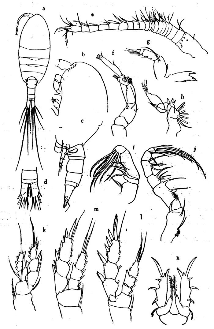 Espce Paramisophria sp.2 - Planche 1 de figures morphologiques