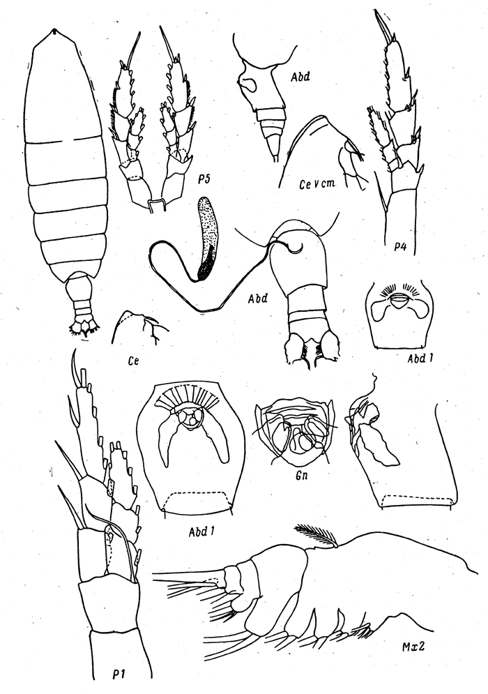 Species Neocalanus cristatus - Plate 16 of morphological figures