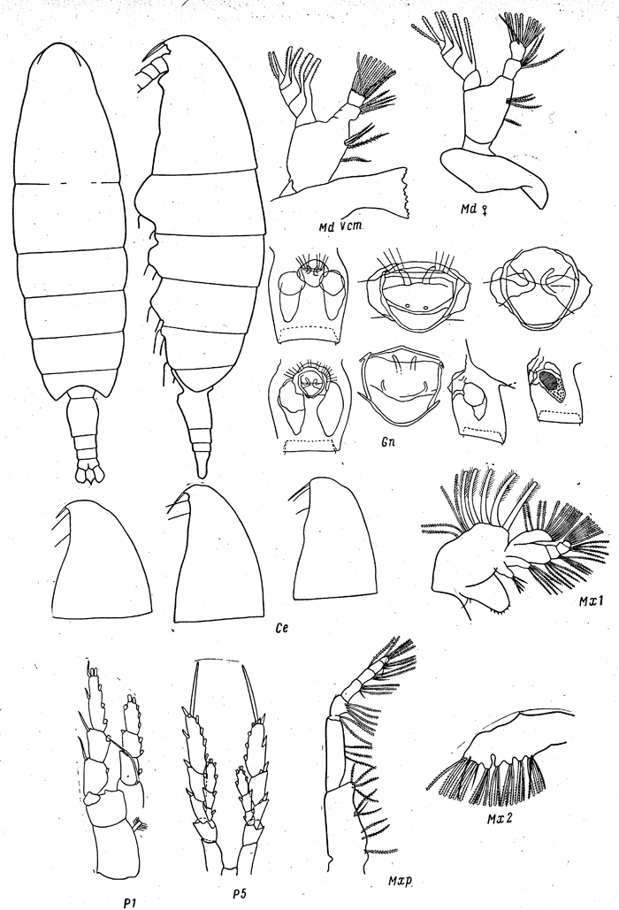 Species Neocalanus plumchrus - Plate 35 of morphological figures