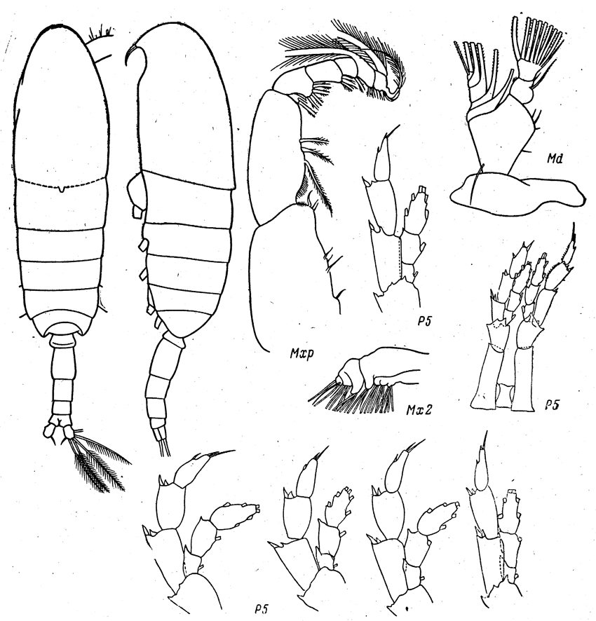 Species Neocalanus plumchrus - Plate 36 of morphological figures