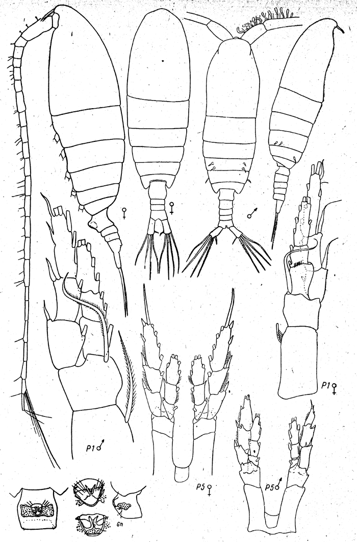 Espèce Mesocalanus tenuicornis - Planche 19 de figures morphologiques