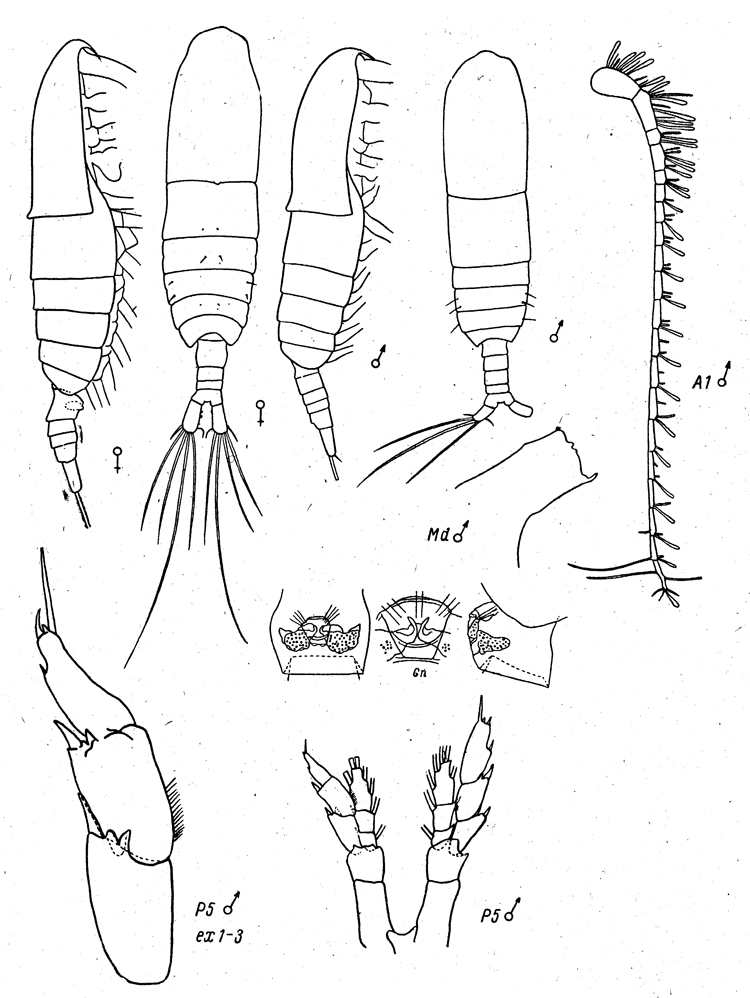 Species Mesocalanus lighti - Plate 4 of morphological figures