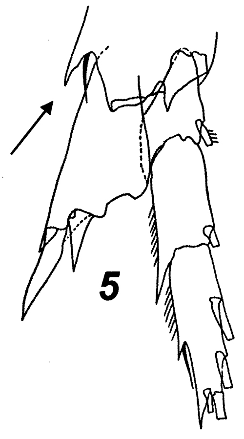 Espèce Nannocalanus minor - Planche 33 de figures morphologiques