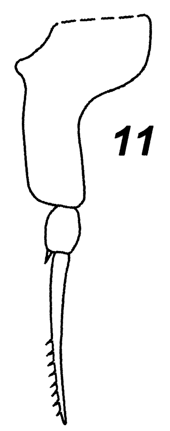 Species Delibus nudus - Plate 14 of morphological figures