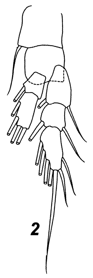 Espèce Fosshagenia suarezi - Planche 6 de figures morphologiques