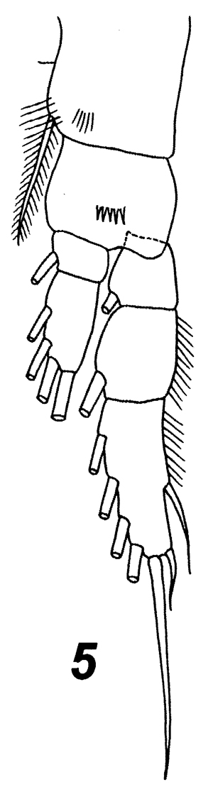 Espce Calocalanus pavo - Planche 20 de figures morphologiques